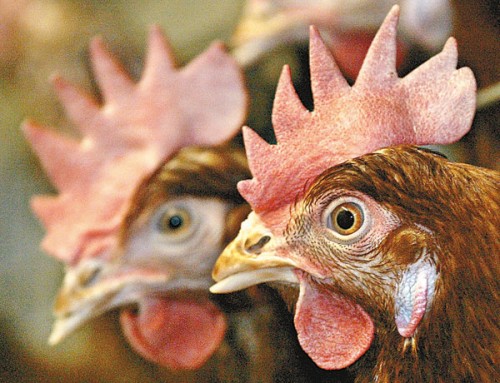 是否真有「打針雞」