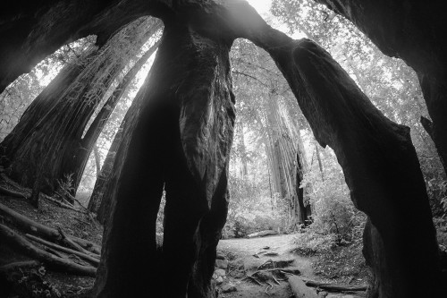 鬼魅般的淒美和壯麗1