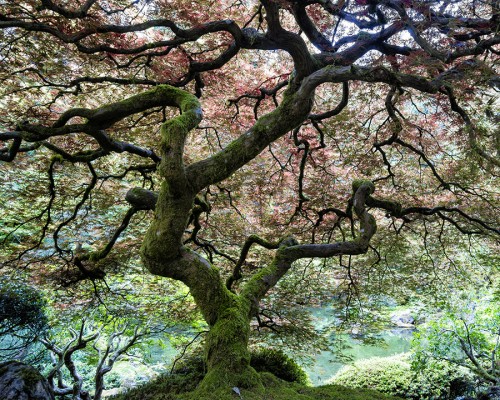 japanese_maple_tree