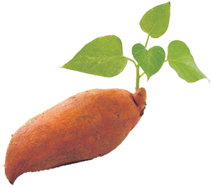 sweet-potato-1