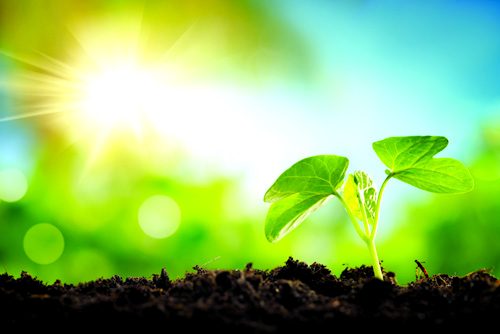 Young sprout in springtime,Closeup.